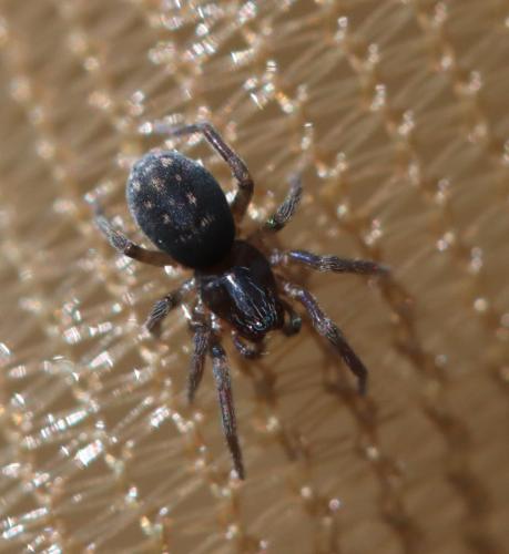 Argenna subnigra